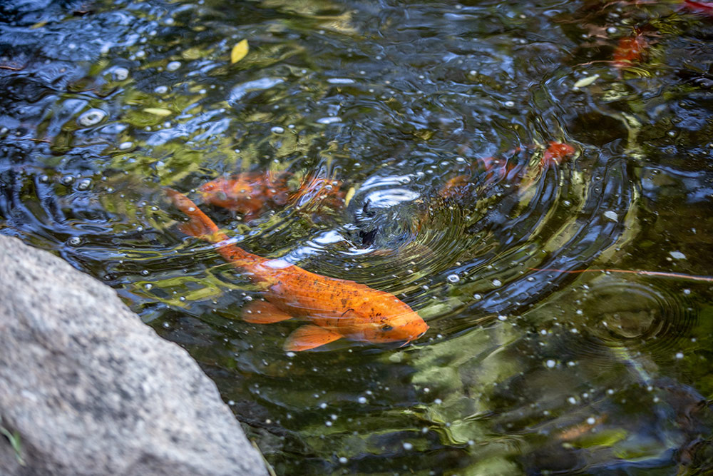 Koi pond at The Meadows Adolescent Center
